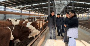 North Korean livestock delegation tours Chinese cattle operation